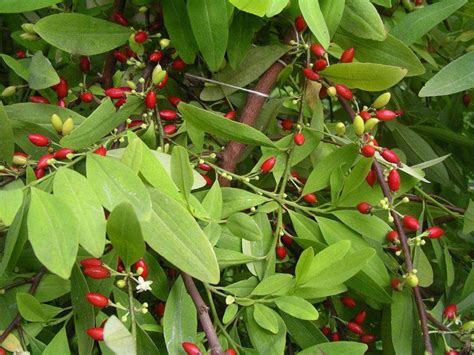 Branches of Coca.